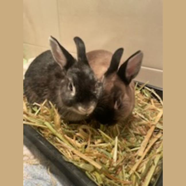 Photo of Dobbie & Alex