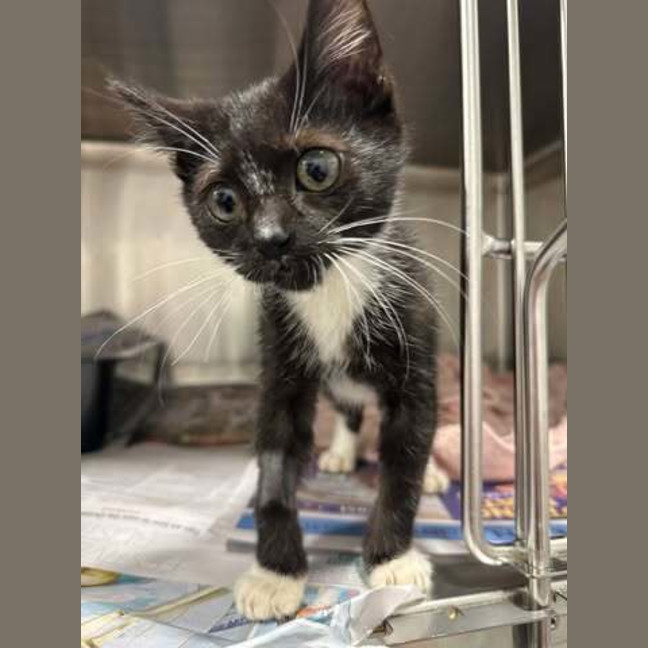 Photo of Stitch