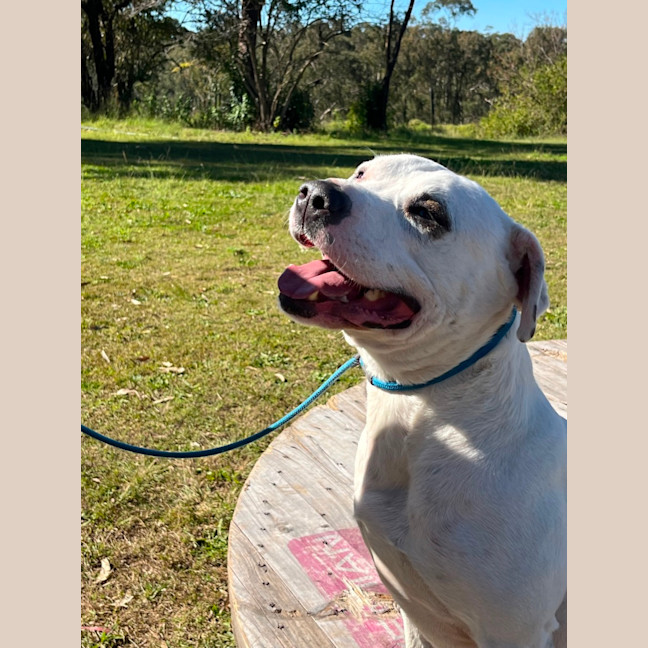Photo of Bo 