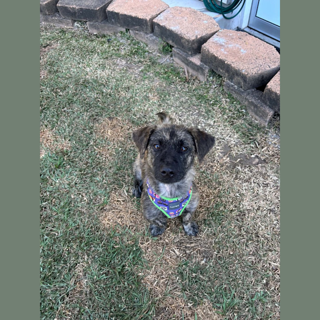 Photo of Poppy