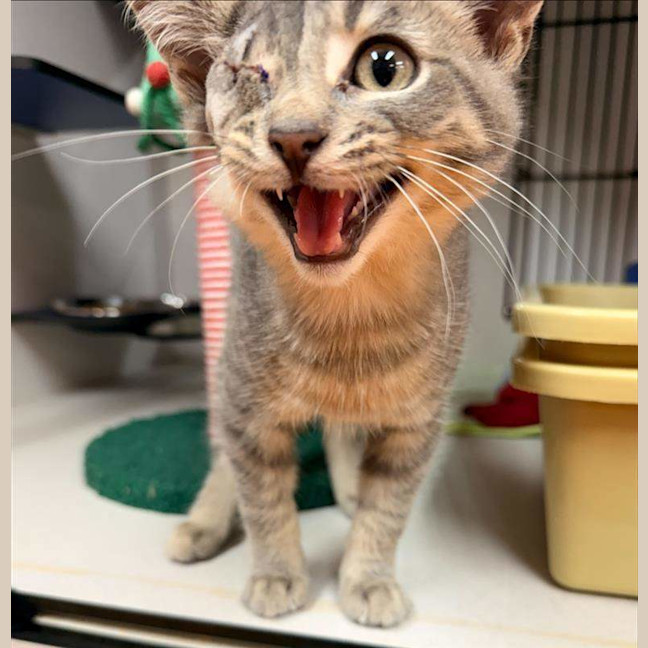 Photo of Goose
