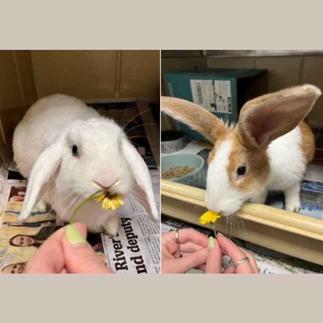 Photo of Bunny Parton & Bun Scott *From Pet Stock Milperra* 