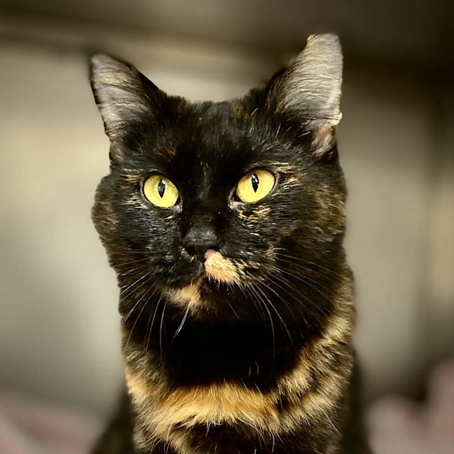 Photo of Puss