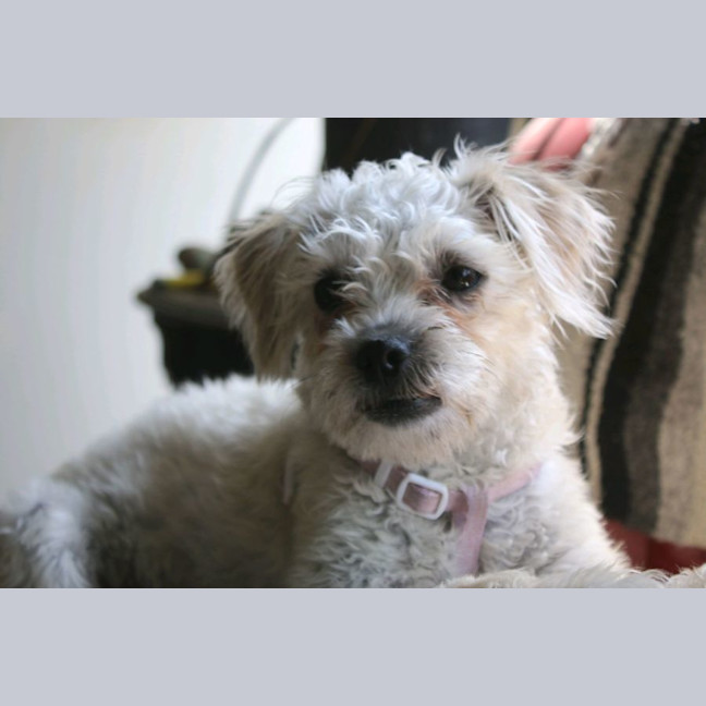 Photo of Tilly💕🐩