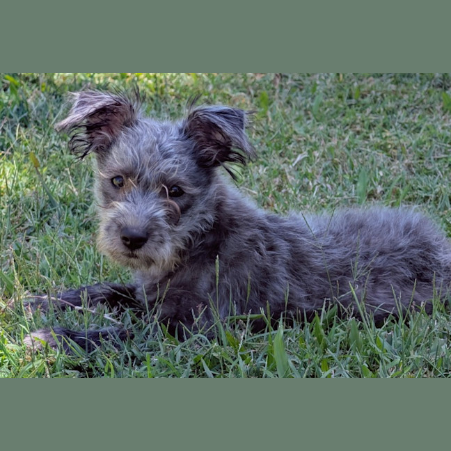 Photo of D1241 Licorice