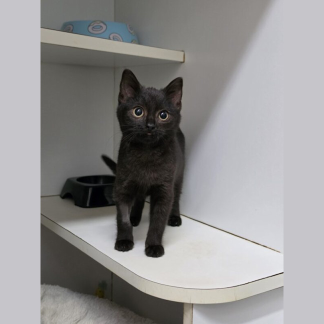 Photo of Ebony