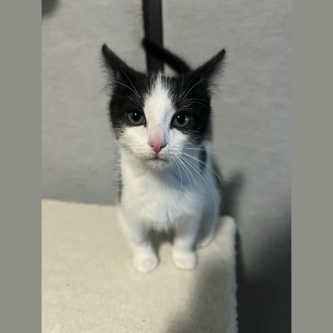 Photo of Astro