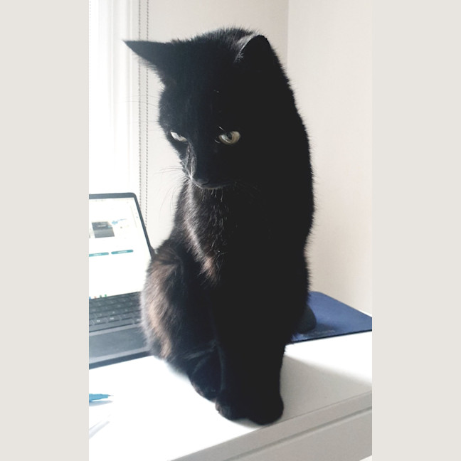 Photo of Bixie