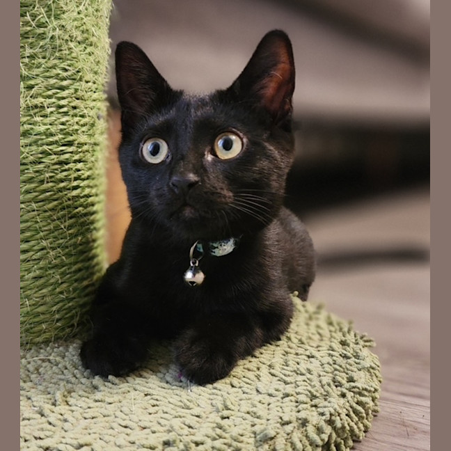 Photo of Morgan   In Foster Care In Avondale Heights