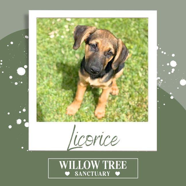 Photo of Licorice