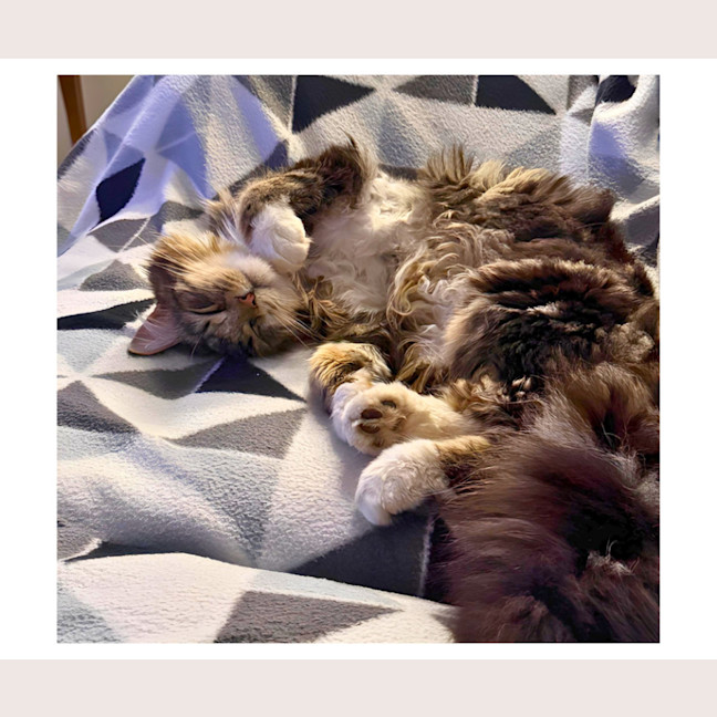 Photo of Coco