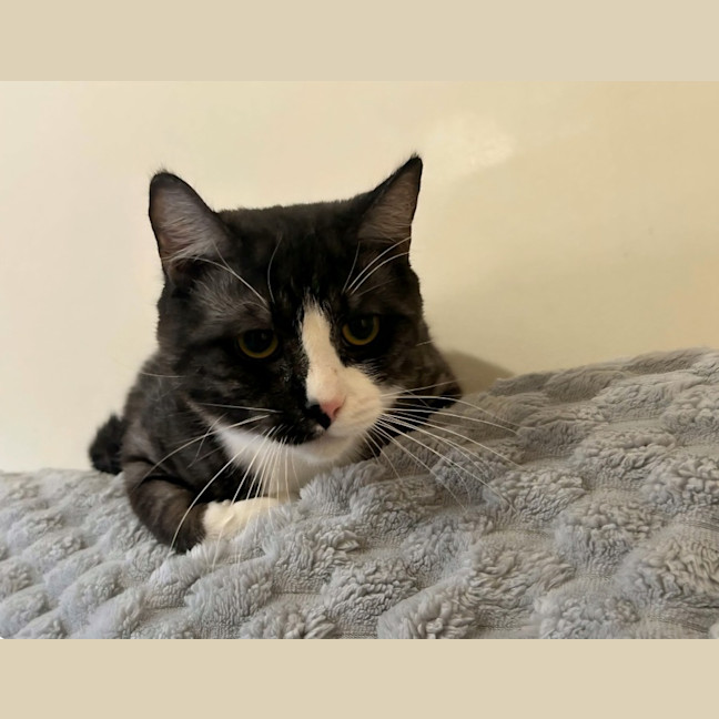 Photo of Tiger