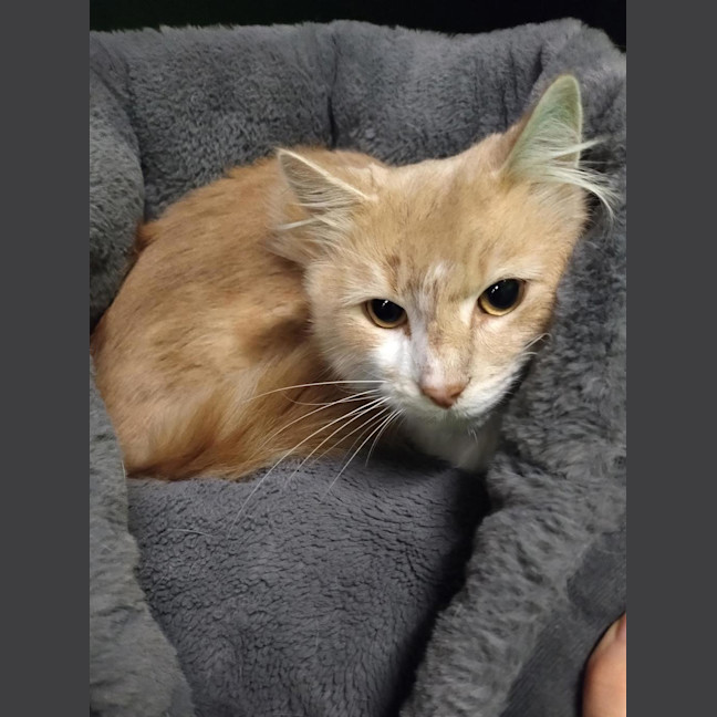 Photo of Diablo