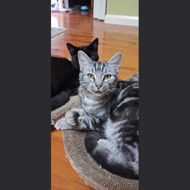 Photo of Flora, Sammy, And Vicky