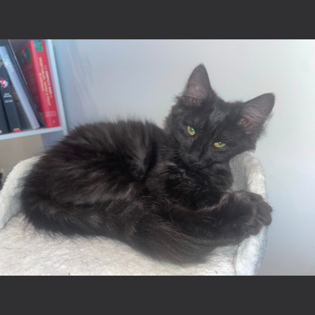 Photo of Comet ☄️
