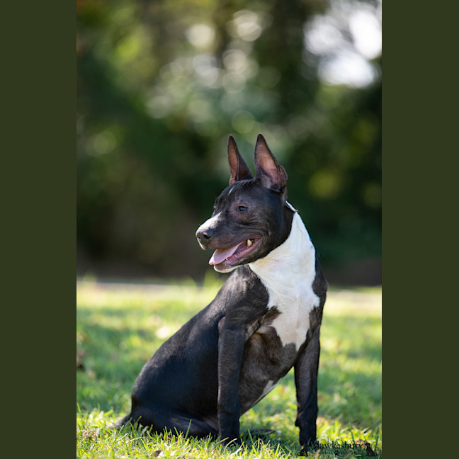 Photo of Darcy