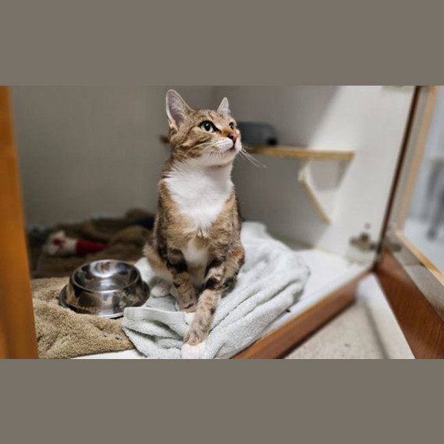 Photo of Bambolina