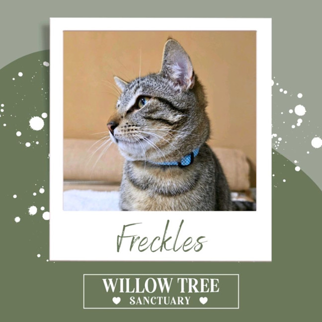 Photo of Freckles