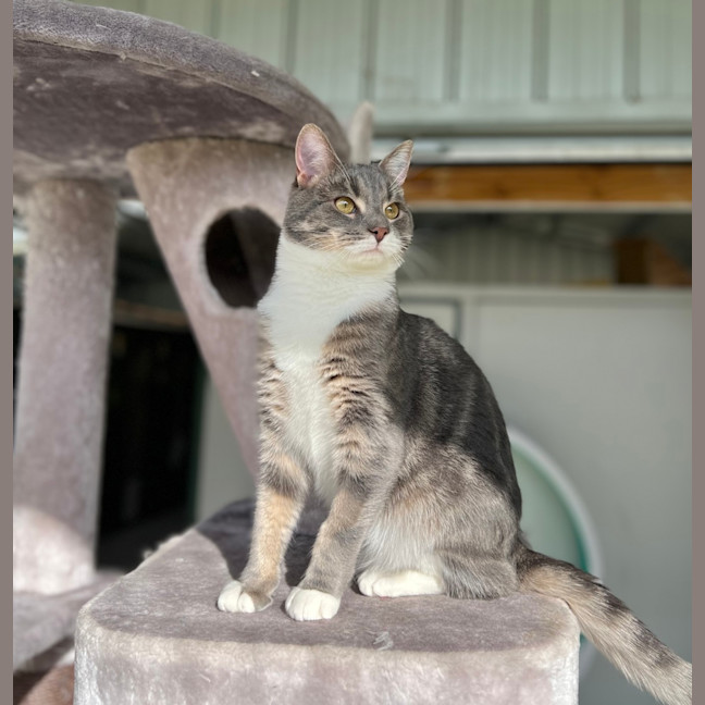 Photo of Robert The Puss