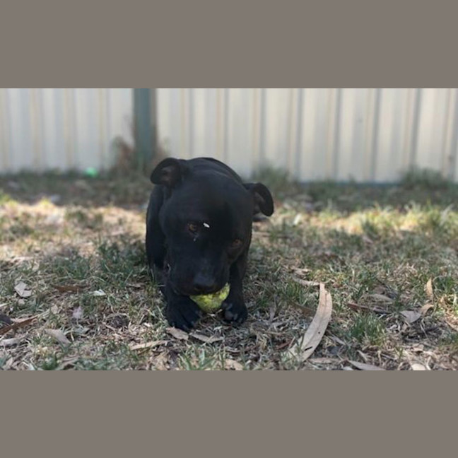 Photo of Rocket