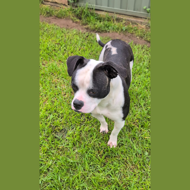 Photo of Bubba