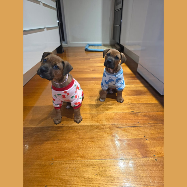 Photo of Sunny