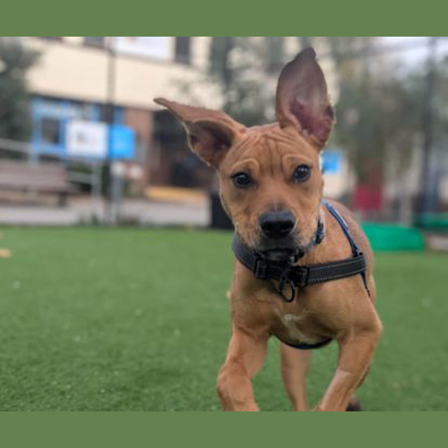 Photo of Pablo