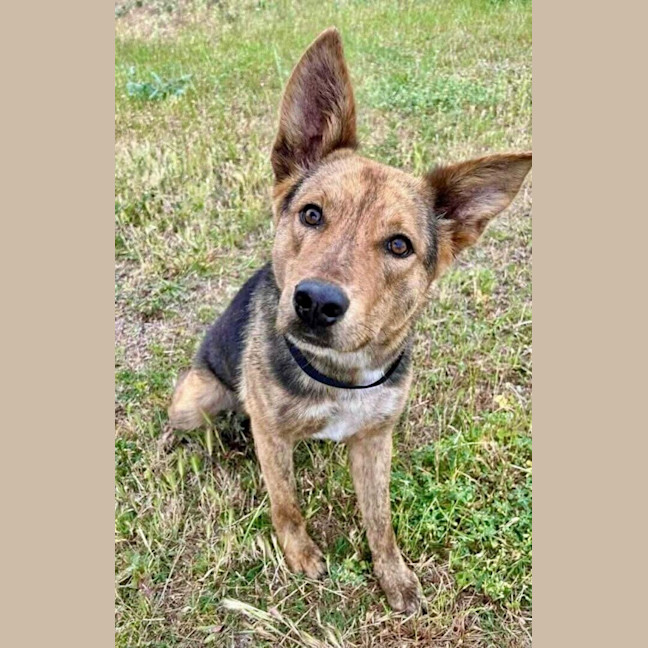 Photo of Da Vinci (Aka Vinnie)