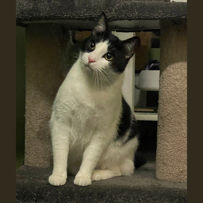 Photo of Handsome Sam