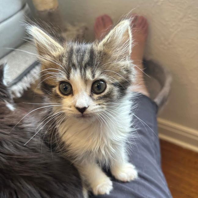 Photo of Fifi