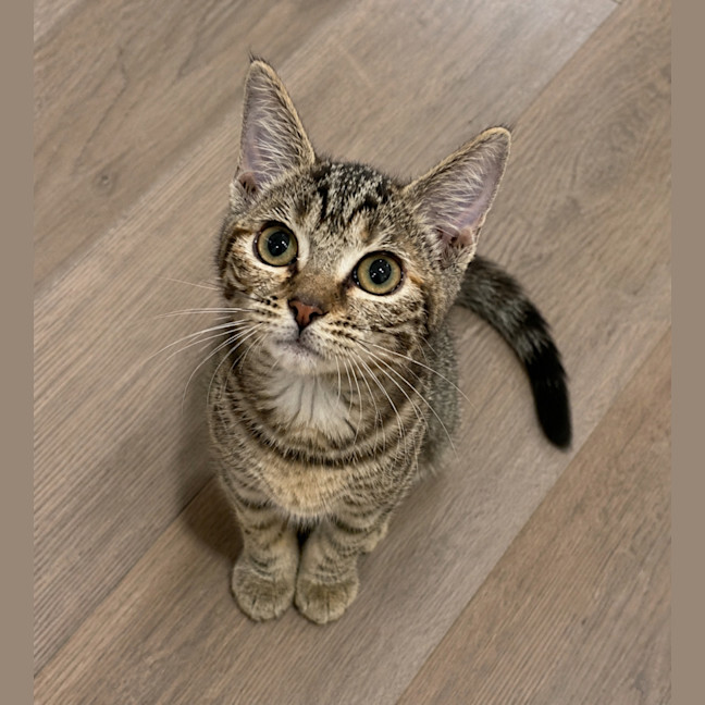 Photo of Mazie