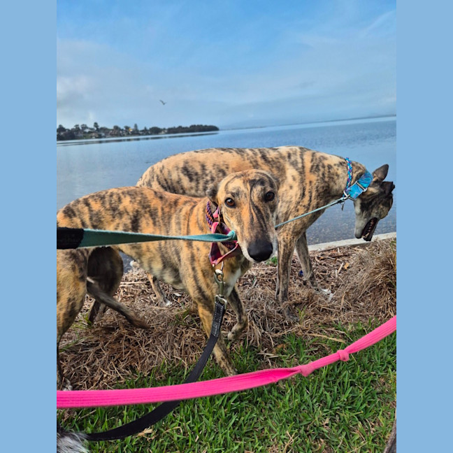 Photo of Fruity, The Tiny Greyhound