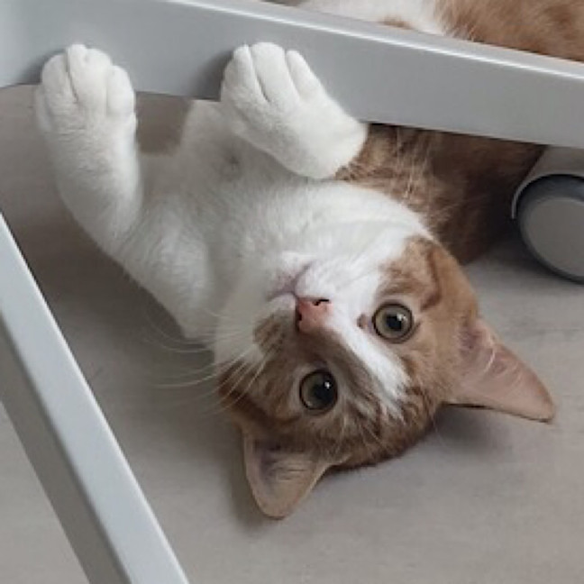 Photo of Tigger (Fostered In Perth)