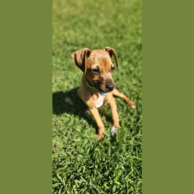 Photo of Paisley   5 Month Old Kelpie X Jack Russell