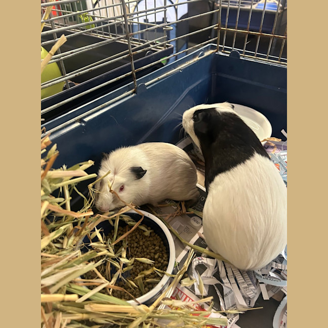 Photo of Nibbleton & Haystack