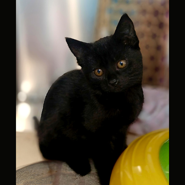 Photo of Ivy