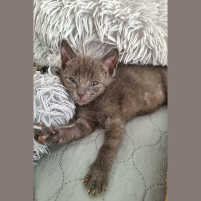 Photo of Fern (Was Asher)