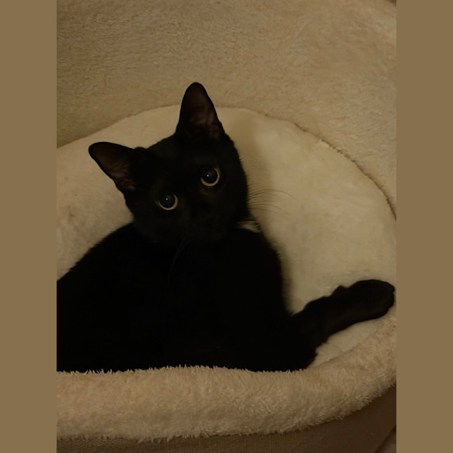 Photo of Macavity