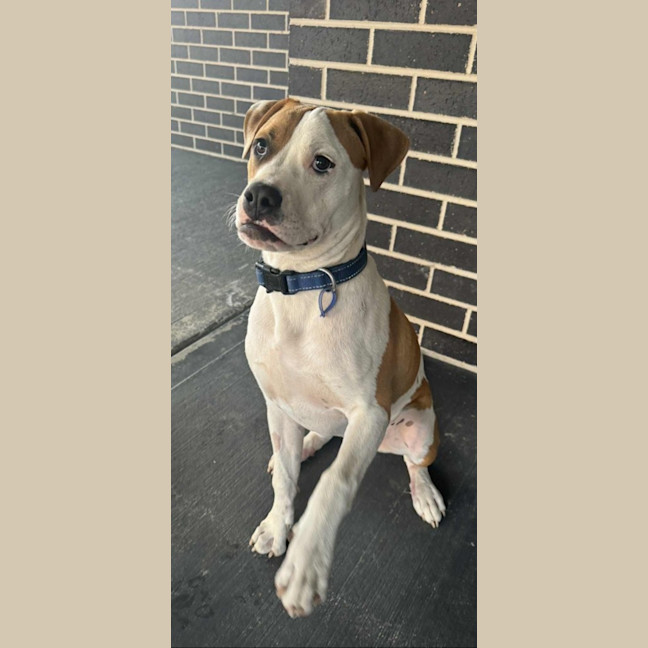 Photo of Marty   7 Month Old American Bulldog X