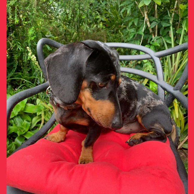 Photo of Hugo