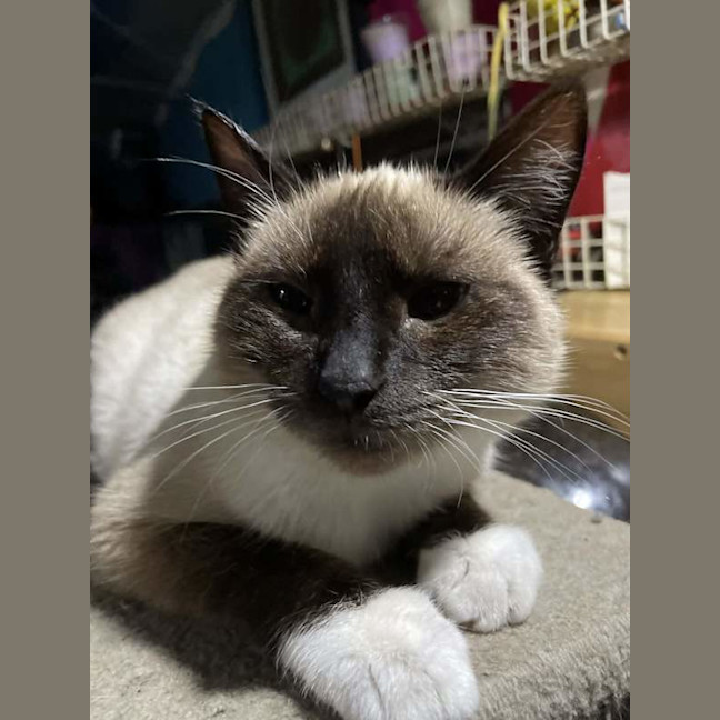 Photo of Lucky