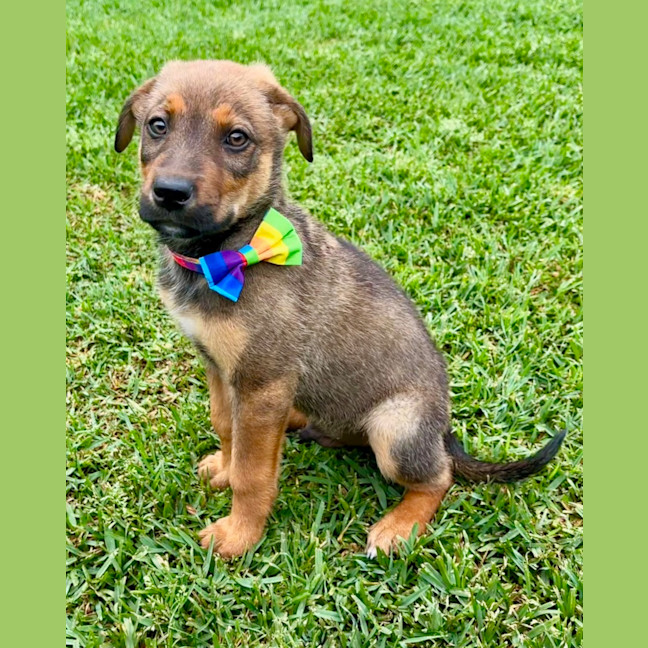 Photo of Ace   10 Week Old German Shepherd X