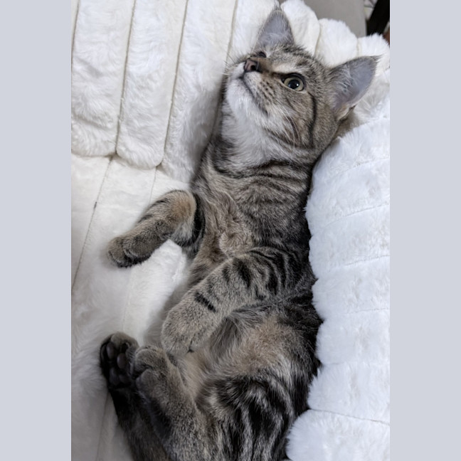 Photo of Chipp
