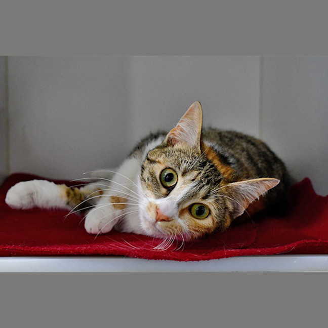 Photo of Rosita Purrez