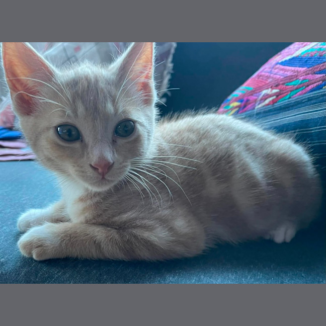 Photo of Mufassa   In Foster Care In Bentleigh East