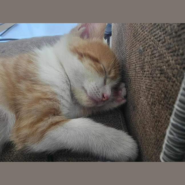 Photo of Arthur *9 Lives Project Rescue*