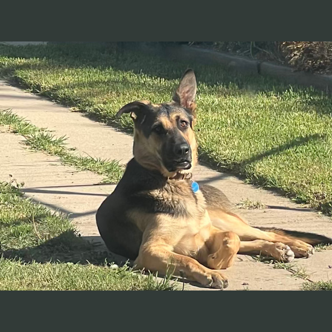 Photo of Whisky