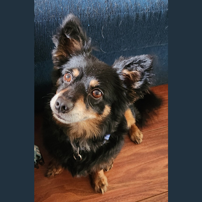 Photo of Elvis   7 Year Old Pomeranian X Chihuahua