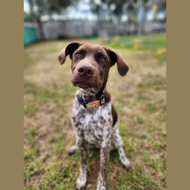 Photo of 🍟 Jack Jack 5561 🍟