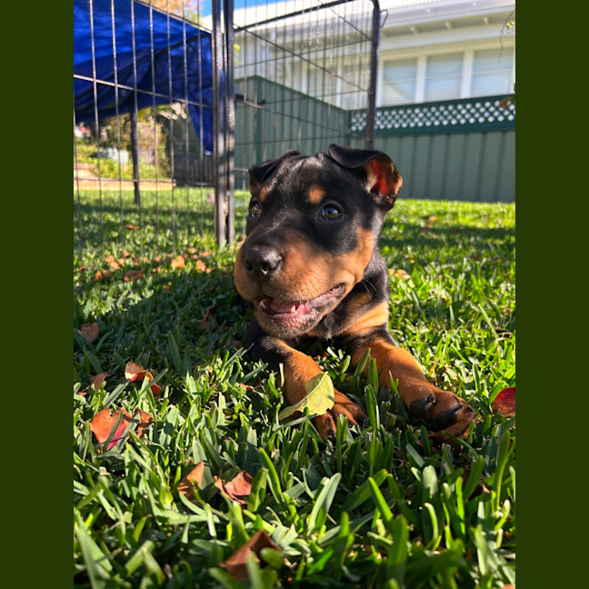 Photo of Bear 🐻 